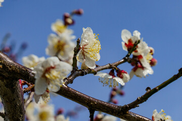 雨に濡れた梅の花