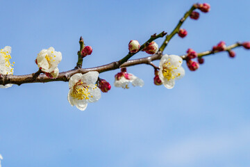 雨に濡れた梅の花