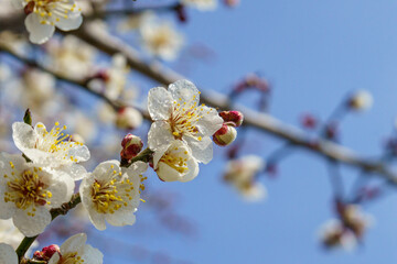 早春の白い梅の花