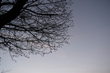Crépuscule ciel et arbre