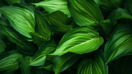 A close up of a green plant