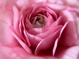 ピンク色のラナンキュラスの花のアップ