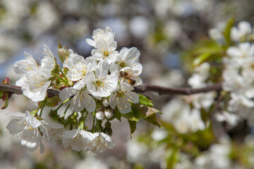 Close up view of working honeybee on white flower of sweet cherry tree. Collecting pollen and nectar to make sweet honey.