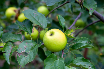 Shiny delicious green apples on a branch ready to be harvested in an apple orchard..