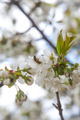 Close up view of working honeybee on white flower of sweet cherry tree. Collecting pollen and nectar to make sweet honey.