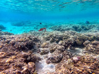 Naklejka na ściany i meble Red squid with big eyes at coral reef..