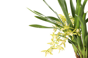 Vanilla orchid plant with yellow flowers isolated on white