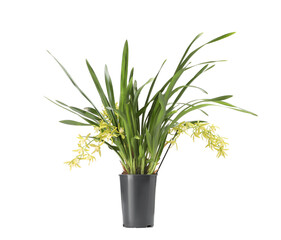 Vanilla orchid plant with yellow flowers in pot isolated on white