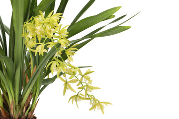 Obraz premium Vanilla orchid plant with yellow flowers isolated on white