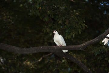white dove on treetop