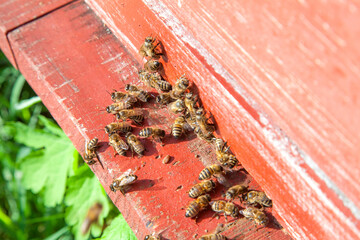 Swarming bees at the entrance of old beehive in apiary..