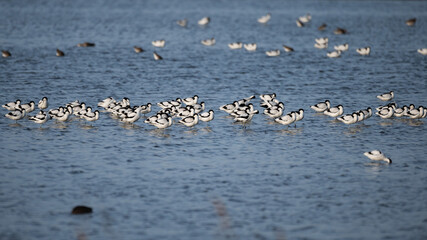 Recurvirostra avosetta - Pied Avocet - Avocette élégante