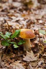 Single Boletus mushroom in the wild. Porcini mushroom grows on the forest floor at autumn season..