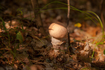 Close up view of brown cap boletus growing in forest..