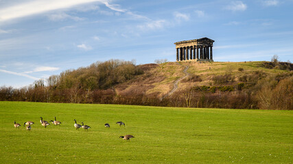 Penshaw Monument and Canada Geese. Penshaw Monument is a smaller copy of the Greek Temple of Hephaestus in Athens. Erected in 1844 the folly stands 20 metres high and dominates the skyline of Wearside - obrazy, fototapety, plakaty