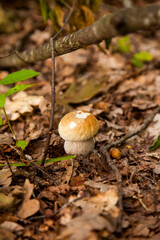 Single Boletus mushroom in the wild. Porcini mushroom grows on the forest floor at autumn season..