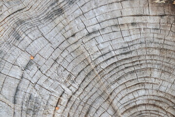 Fototapeta premium 切り株の年輪