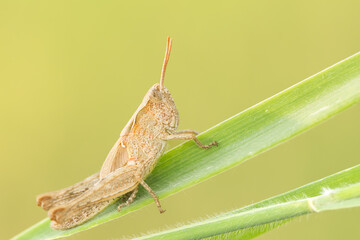 Natural closeup on an grasshopper belonging to Chorthippus biguttulus group.  Grasshopper in natural environment. Detailed closeup.
