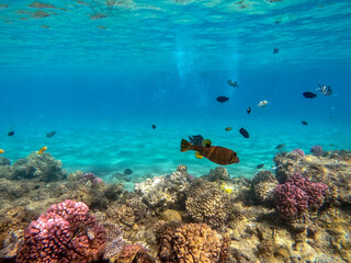 Naklejka na ściany i meble Red Sea Toby (Canthigaster margaritata) at coral reef.