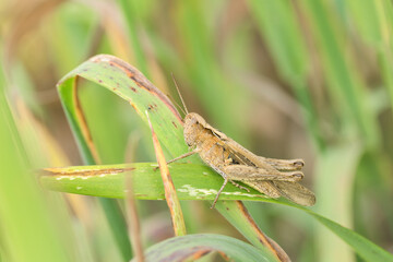 Natural closeup on an grasshopper belonging to Chorthippus biguttulus group.  Grasshopper in natural environment. Detailed closeup.