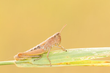 Natural closeup on an grasshopper belonging to Chorthippus biguttulus group.  Grasshopper in natural environment. Detailed closeup.