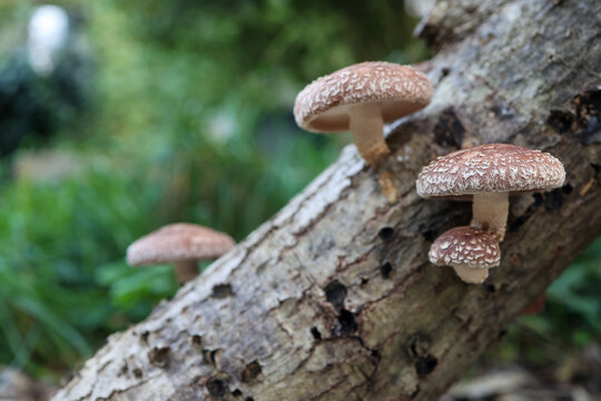 shitakes mushrooms grown on oak trunk.