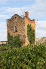 Vineyards with a ruin house in Bois d'Oingt, Beaujolais, France	