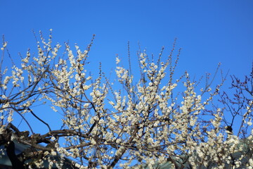 日本の梅の花