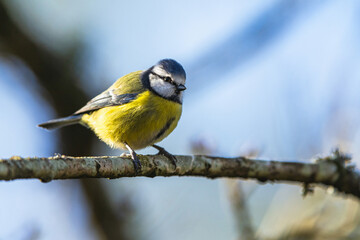 Obraz premium Blue Tit, Cyanistes Caeruleus, bird in forest at winter time