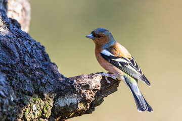Image of Male of Chaffinch, Fringilla coelebs, bird in forest at winter sun printed on Printed Glass Splashbacks