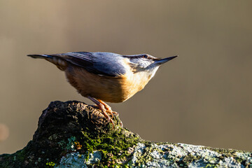 Eurasian Nuthatch, Sitta europaea in forest at winter sun