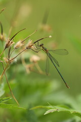 spreadwings damselfly on wild geranium