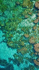 Intricate coral maze seen from above, vibrant life beneath turquoise waters