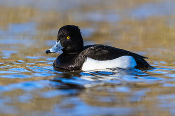 Male of Tufted Duck, Aythya fuligula, bird on water at winter time