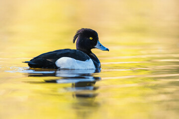 Male of Tufted Duck, Aythya fuligula, bird on water at winter time - Powered by Adobe