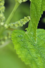 Red admiral butterfly eggs on false nettle leaf