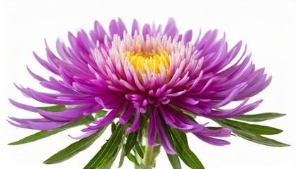 rice button aster flower head isolated on white - obrazy, fototapety, plakaty