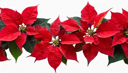 red poinsettia flowers border isolated transparent png flor de pascua horizontal seamless pattern christmas eve plants hedge