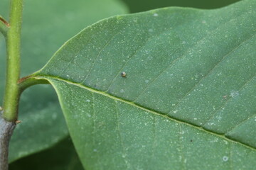 Zebra swallowtail egg on pawpaw leaf