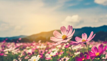 vintage landscape nature background of beautiful cosmos flower field on sky with sunlight in spring vintage color tone filter effect