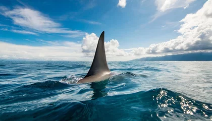 Fotobehang shark fin on surface of ocean agains blue cloudy sky © Marsha