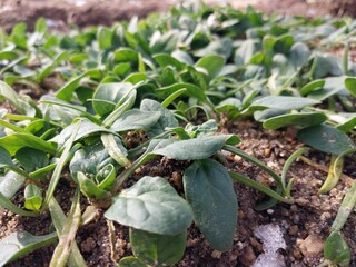 Growing spinach in your garden 