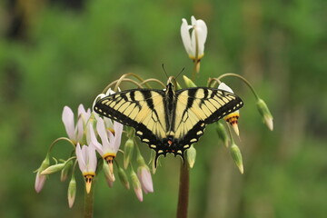 Eastern tiger swallowtail on shooting star flowers