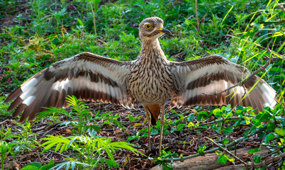 An adult Spotted Thick-knee (Burhinus capensis) adopts a threat stance.