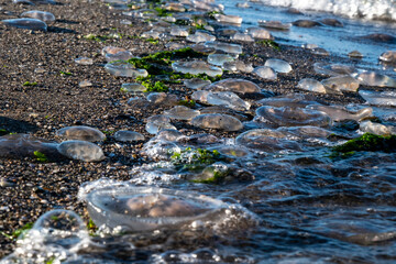 beach, jellyfish and lighthouse in the background