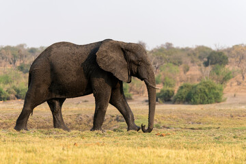 Naklejka na ściany i meble a big elephant at Chobe National Park in Botswana