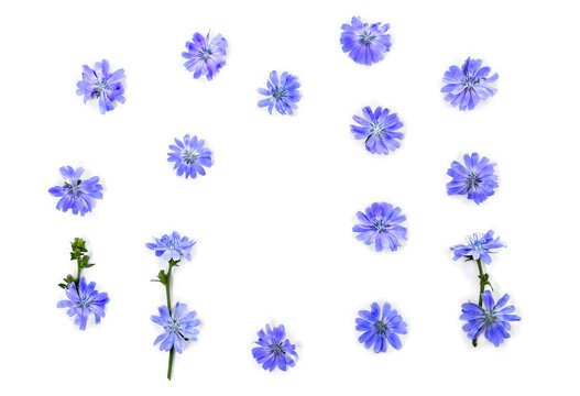 Blue flowers chicory ( Cichorium intybus ) on white background with space for text. Top view, flat lay