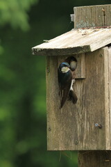 Tree swallow at house feeding fledgling 