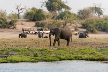 Obraz premium View of elephants at safari in Chobe National Park, Botswana