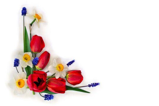 Red flowers tulips, narcissuses and blue flowers muscari on a white white background with space for text. Top view, flat lay